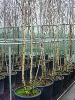 Meerstammige Berk (Betula Pendula) -Tuinplanten Winkel 041betulapendulameerstammmig 4