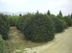 Camelia (Camellia Sasanqua) 15 Camelia (Camellia Sasanqua) -Tuinplanten Winkel 057camelliasasanquabol 45 9