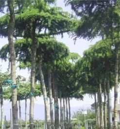 Ceder Als Dakboom (Cedrus Deodara 'Pendula') -Tuinplanten Winkel 077cedrusdeodarapenduladakvorm 3