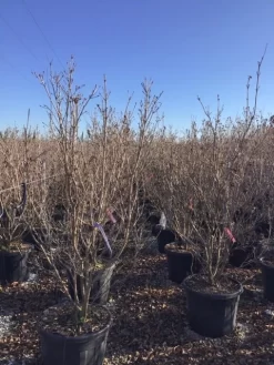 Kornoelje (Cornus Kousa 'Schmetterling') 9 Kornoelje (Cornus Kousa 'Schmetterling') -Tuinplanten Winkel 12