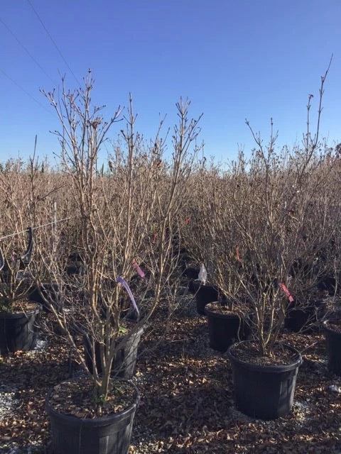 Kornoelje (Cornus Kousa 'Schmetterling') 5 Kornoelje (Cornus Kousa 'Schmetterling') - Afbeelding 5