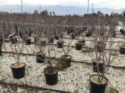 Kornoelje (Cornus Kousa 'Schmetterling') 8 Kornoelje (Cornus Kousa 'Schmetterling') -Tuinplanten Winkel 13