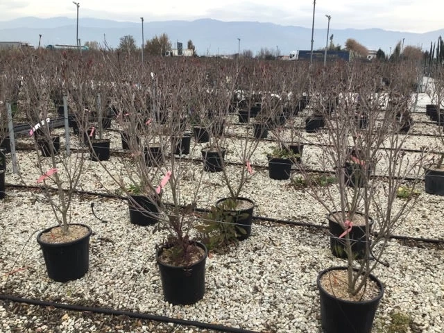 Kornoelje (Cornus Kousa 'Schmetterling') 4 Kornoelje (Cornus Kousa 'Schmetterling') - Afbeelding 4