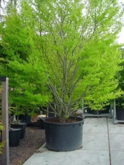 Varenbeuk (Fagus Syvatica 'Asplenifolia' ) 8 Varenbeuk (Fagus Syvatica 'Asplenifolia' ) -Tuinplanten Winkel 132fagussyl.asplenifoliasolt 6