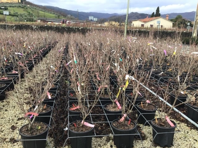 Kornoelje (Cornus Kousa 'Schmetterling') 3 Kornoelje (Cornus Kousa 'Schmetterling') - Afbeelding 3