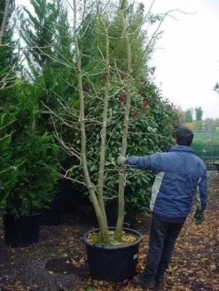 Japanse Notenboom, Meerstammig (Ginkgo Biloba) -Tuinplanten Winkel 148ginkgobilobameerstammig 4