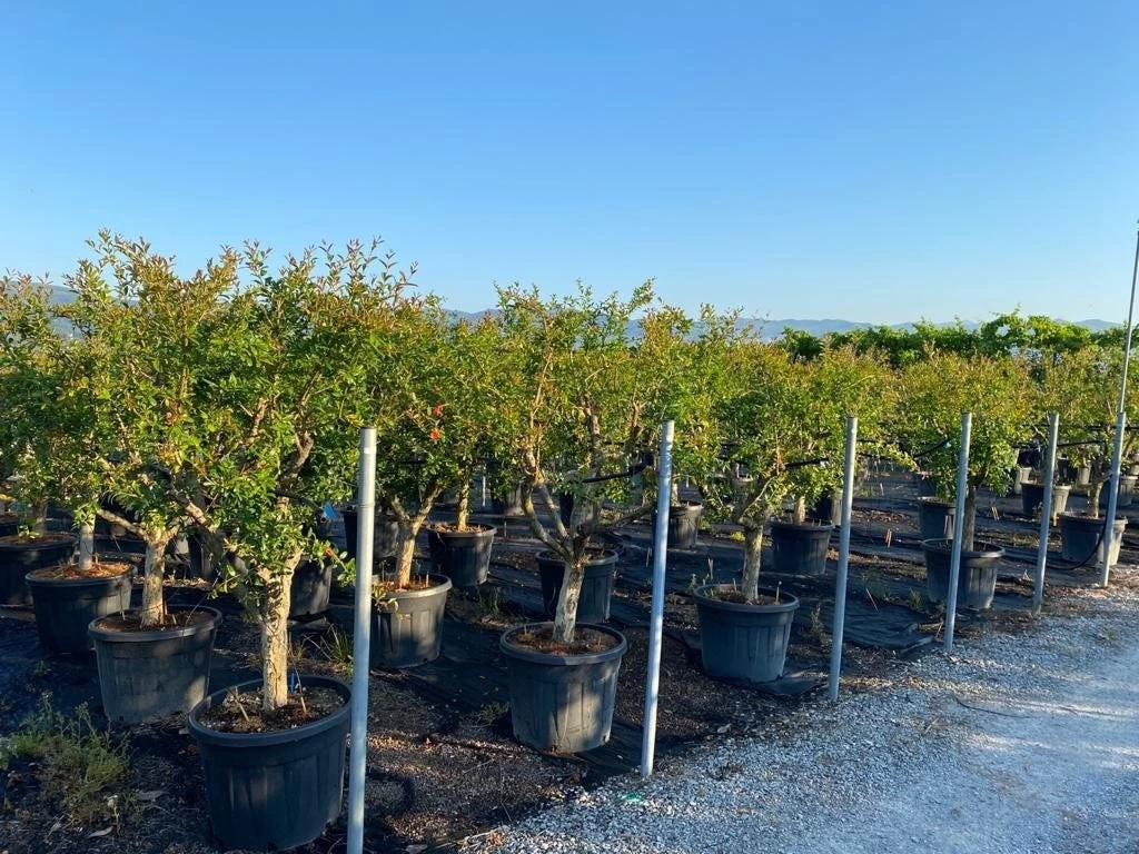 Granaatappel Als Solitair (Punica Granatum) 2 Granaatappel Als Solitair (Punica Granatum) - Afbeelding 2