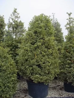 Hulst (Ilex Aquifolium 'Silver Queen') -Tuinplanten Winkel 162ilexaquif.silverqueen 5