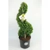Japanse Hulst Als Spiraal (Ilex Crenata 'Dark Green')
