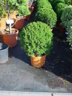 Japanse Hulst In Bolvorm (Ilex Crenata 'Convexa') -Tuinplanten Winkel 181ilexcrenataconvexabol 3
