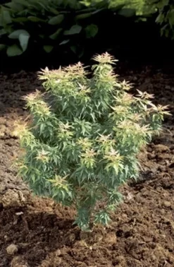 Japanse Esdoorn (Acer Palmatum 'Kotohime')