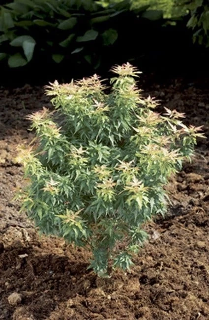 Japanse Esdoorn (Acer Palmatum 'Kotohime') 1 Japanse Esdoorn (Acer Palmatum 'Kotohime')