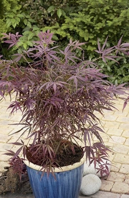 Japanse Esdoorn (Acer Palmatum 'Red Pygmy') 1 Japanse Esdoorn (Acer Palmatum 'Red Pygmy')