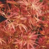 Japanse Esdoorn (Acer Palmatum 'Wilson's Pink Dwarf')