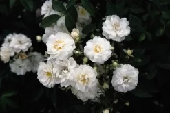 Miniklimroos (Rosa 'Guirlande D'Amour') -Tuinplanten Winkel 20060518173342 1