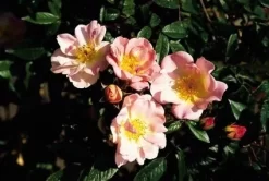 Miniklimroos (Rosa 'Open Arms') -Tuinplanten Winkel 20060522130052 1 1