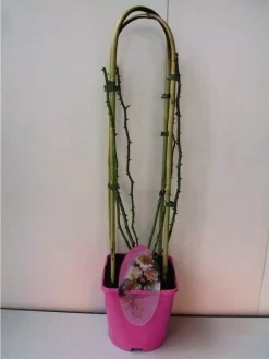 Uitgelichte producten -Tuinplanten Winkel 20060522130109 1 2