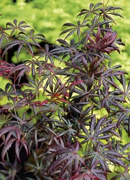 Japanse Esdoorn (Acer Palmatum 'Trompenburg') 2 Japanse Esdoorn (Acer Palmatum 'Trompenburg') - Afbeelding 2