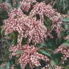 Rotsheide (Pieris Japonica 'Valley Valentine')