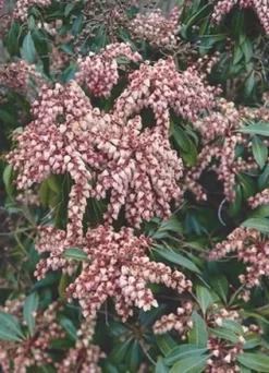 Rotsheide (Pieris Japonica 'Valley Valentine')