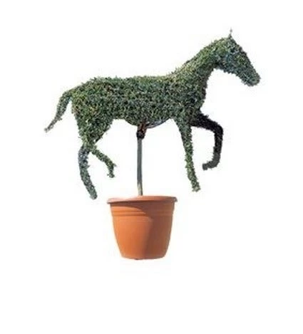 Horse (Ligustrum Delavayanum) 1 Horse (Ligustrum Delavayanum)