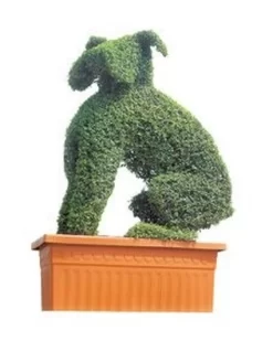 Boxer (Ligustrum Delavayanum)