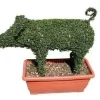 Pig (Ligustrum Delavayanum)