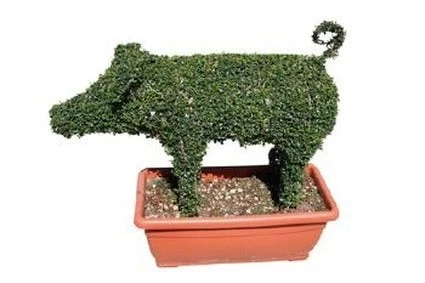 Pig (Ligustrum Delavayanum) 1 Pig (Ligustrum Delavayanum)