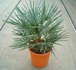 Dwergpalm (Chamaerops Humilis 'Cerifera') -Tuinplanten Winkel 20060622161932 2