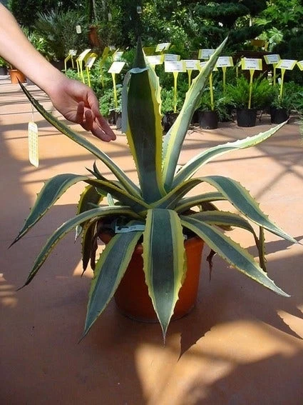 Agave (Agave Americana 'Variegata') 2 Agave (Agave Americana 'Variegata') - Afbeelding 2
