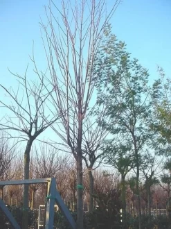 Rode Esdoorn (Acer Rubrum 'Scanlon')