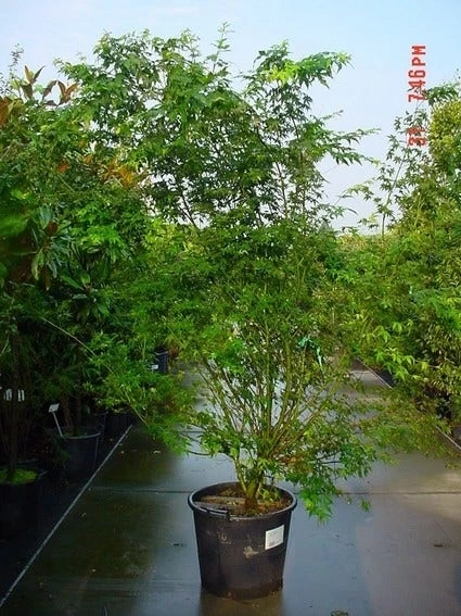 Japanse Esdoorn (Acer Palmatum) 4 Japanse Esdoorn (Acer Palmatum) - Afbeelding 4