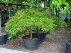Japanse Esdoorn (Acer Palmatum 'Dissectum') -Tuinplanten Winkel 20070701221729 11