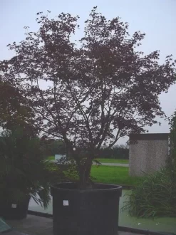 Japanse Esdoorn (Acer Palmatum 'Bloodgood') -Tuinplanten Winkel 20070701222051 12