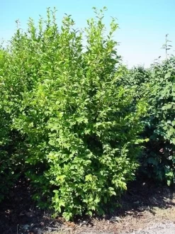 Camelia (Camellia Sasanqua) 14 Camelia (Camellia Sasanqua) -Tuinplanten Winkel 20070711001711 18 9 9