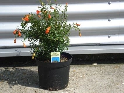 Granaatappel Als Struik (Punica Granatum) 2 Granaatappel Als Struik (Punica Granatum) - Afbeelding 2