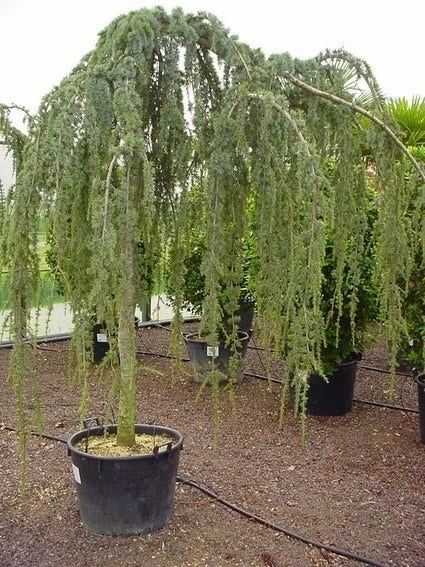 Treurceder Als Boom (Cedrus Libani 'Glauca Pendula') 2 Treurceder Als Boom (Cedrus Libani 'Glauca Pendula') - Afbeelding 2