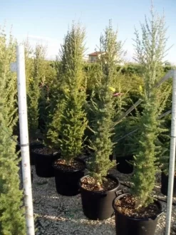 Zuilvormige Ceder (Cedrus Libani 'Fastigiata') -Tuinplanten Winkel 20070814180447 11