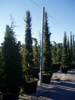 Zuilvormige Ceder (Cedrus Libani 'Fastigiata') -Tuinplanten Winkel 20070814180521 11