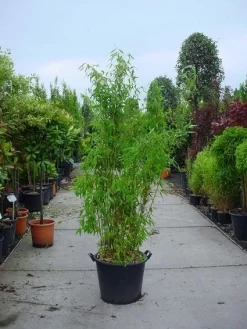 Niet Woekerende Bamboe (Fargesia Murieliae 'Jumbo')