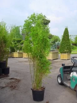 Niet Woekerende Bamboe (Fargesia 'Great Wall') -Tuinplanten Winkel 20070905151255 7 1