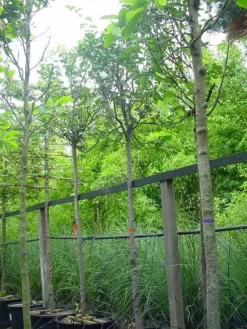 Kweepeer (Cydonia Oblonga) -Tuinplanten Winkel 20070907160839 5 1