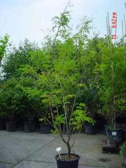 Geelbladige Christusdoorn (Gleditsia Triacanthos 'Sunburst') -Tuinplanten Winkel 20070918224447 35 7