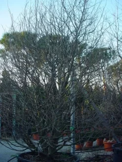 Perzisch IJzerhout Als Struik (Parrotia Persica) 15 Perzisch IJzerhout Als Struik (Parrotia Persica) -Tuinplanten Winkel 20071029100211 14