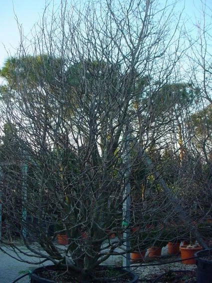 Perzisch IJzerhout Als Struik (Parrotia Persica) 8 Perzisch IJzerhout Als Struik (Parrotia Persica) - Afbeelding 8