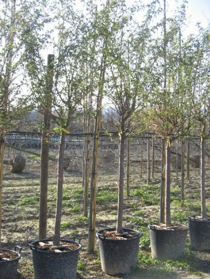 Japanse Sierkers (Prunus Sargentii) 1 Japanse Sierkers (Prunus Sargentii)