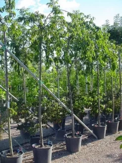 Japanse Treursierkers (Prunus Serrulata 'Kiku-shidare') -Tuinplanten Winkel 20071109164514 13