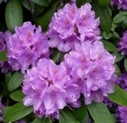 Uitgelichte producten 7 Rhododendron (Rhododendron Catawbiense 'Boursault')