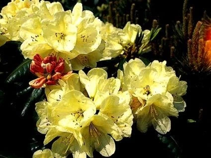 Rhododendron (Rhododendron 'Ehrengold') 1 Rhododendron (Rhododendron 'Ehrengold')