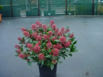 Skimmia (Skimmia Japonica 'Rubella') 2 Skimmia (Skimmia Japonica 'Rubella') - Afbeelding 2